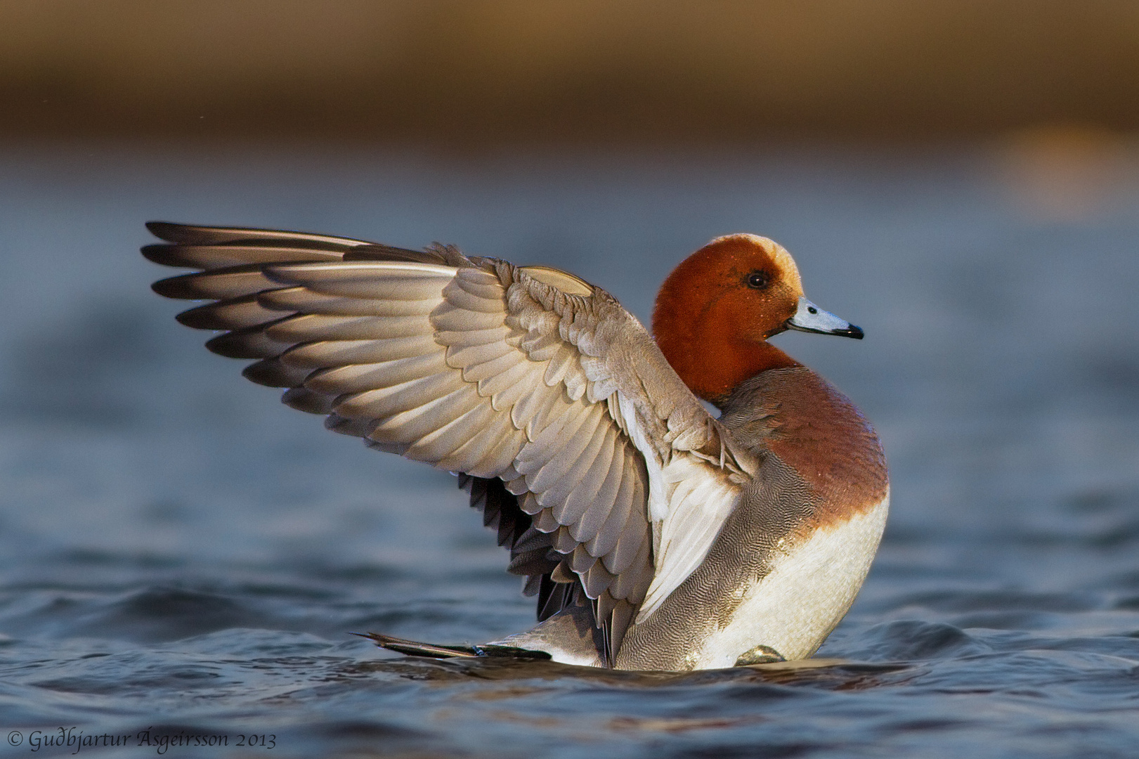 Eurasian Wigeon - Anas penelope