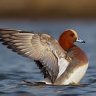 Eurasian Wigeon - Anas penelope