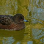 Eurasian Wigeon