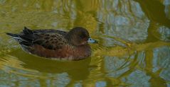 Eurasian Wigeon