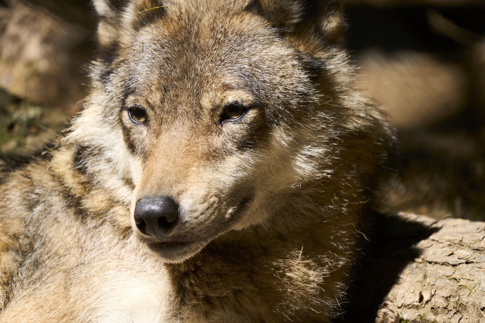 Eurasian wolf