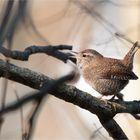 Eurasian wren