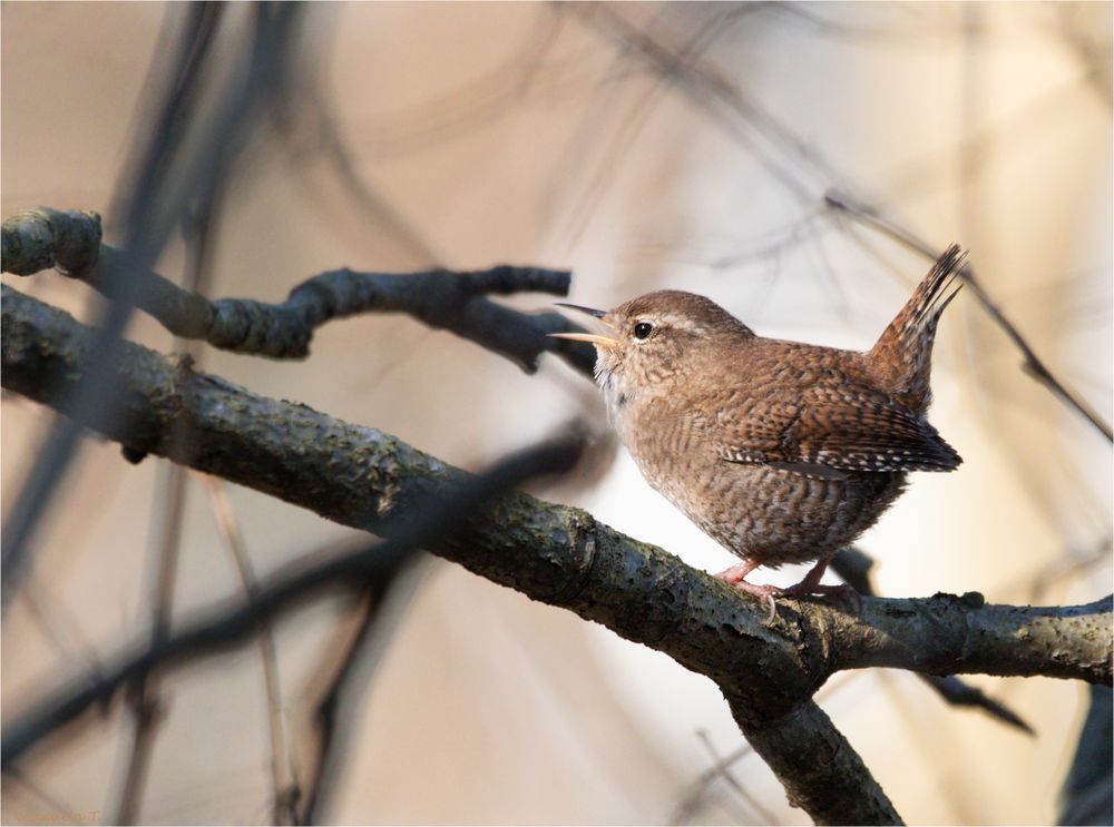 Eurasian wren