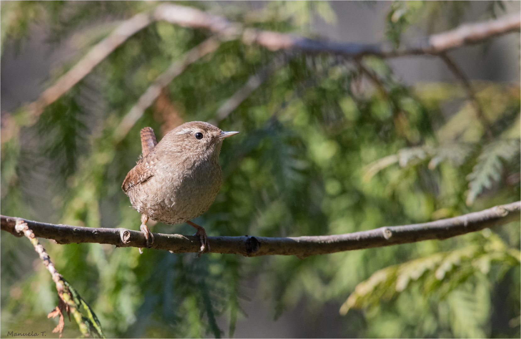 Eurasian wren