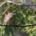 Eurasian wren