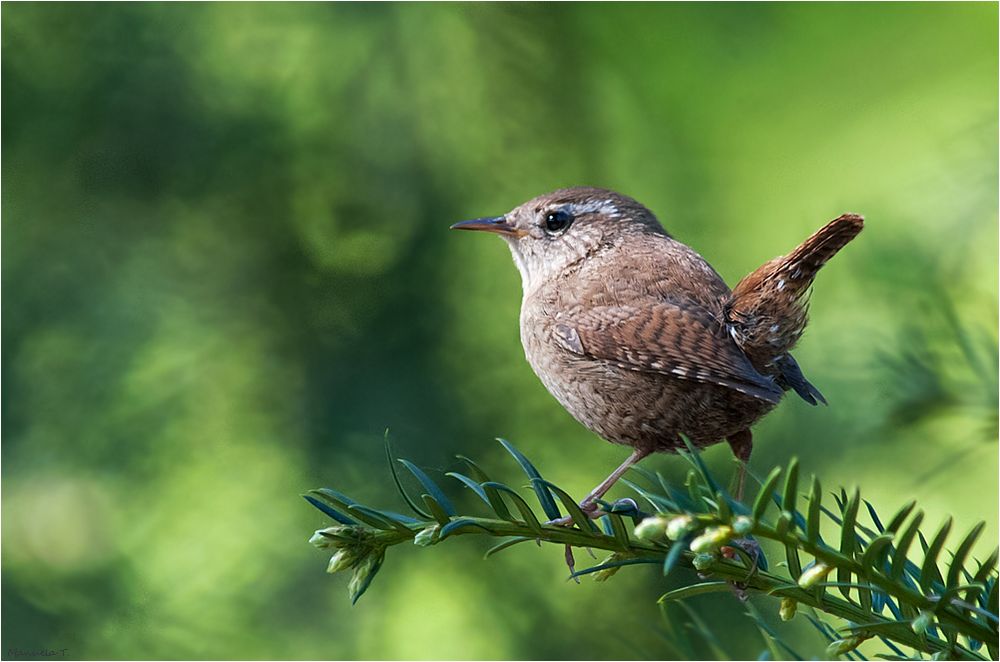 Eurasian wren