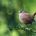 Eurasian wren