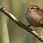 Eurasian Wren