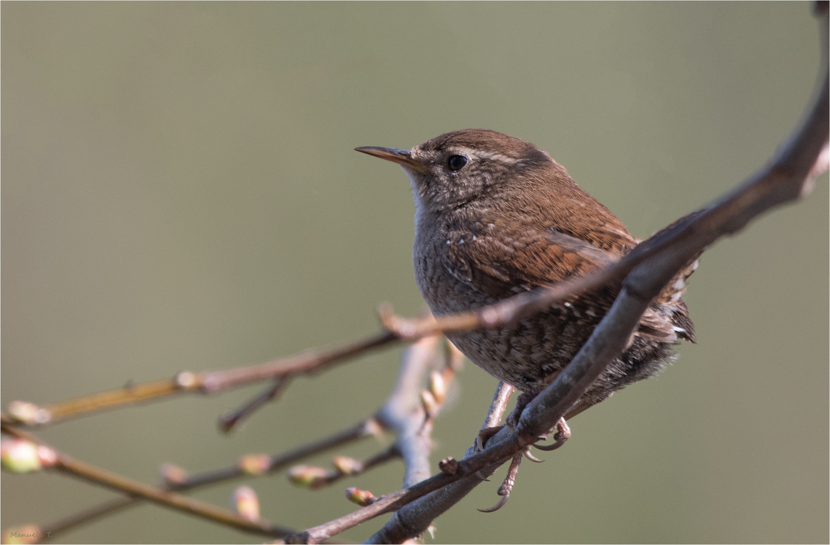 Eurasian wren