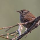 Eurasian wren