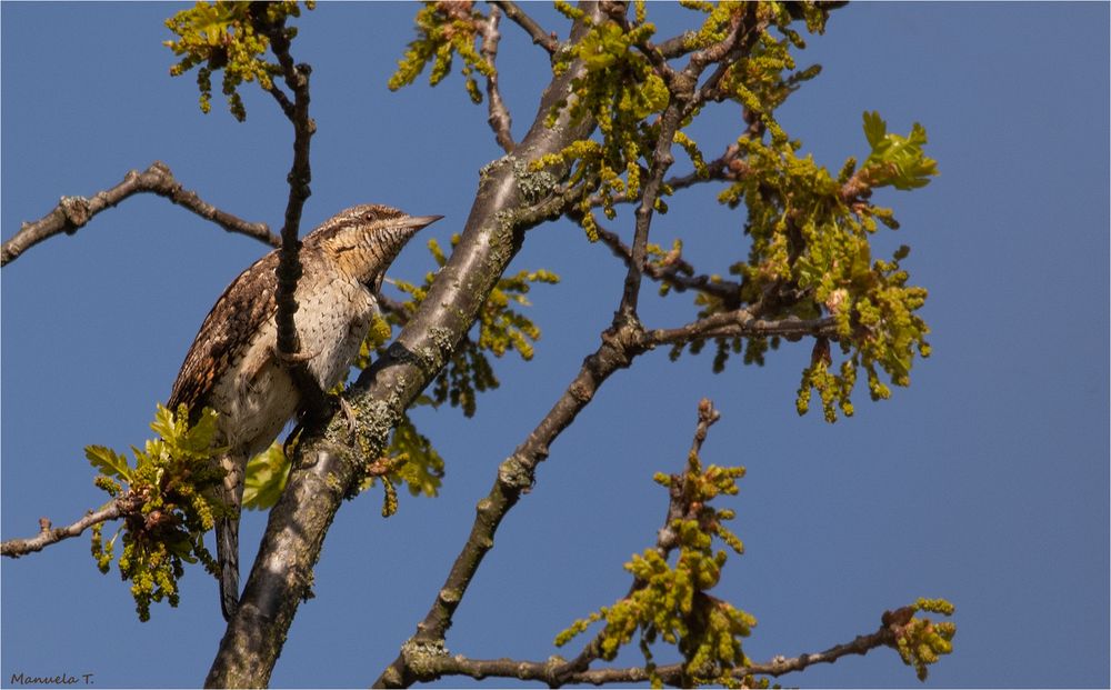 Eurasian wryneck