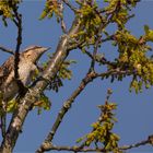 Eurasian wryneck