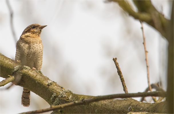 Eurasian wryneck