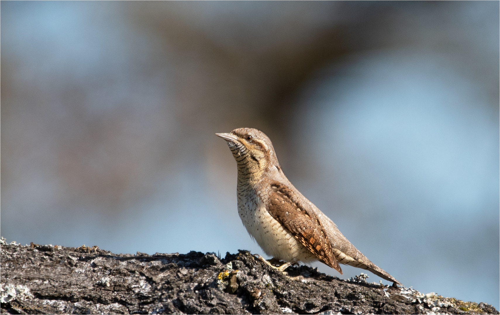 Eurasian wryneck a bit closer