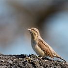 Eurasian wryneck a bit closer