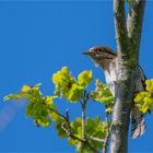 Eurasian wryneck