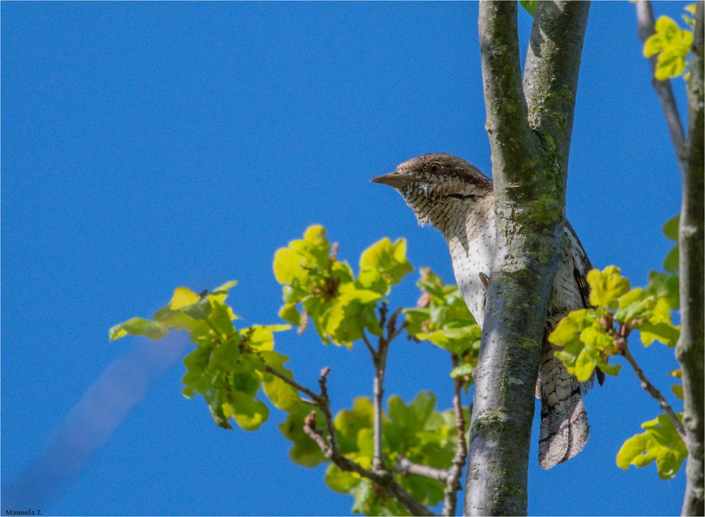 Eurasian wryneck