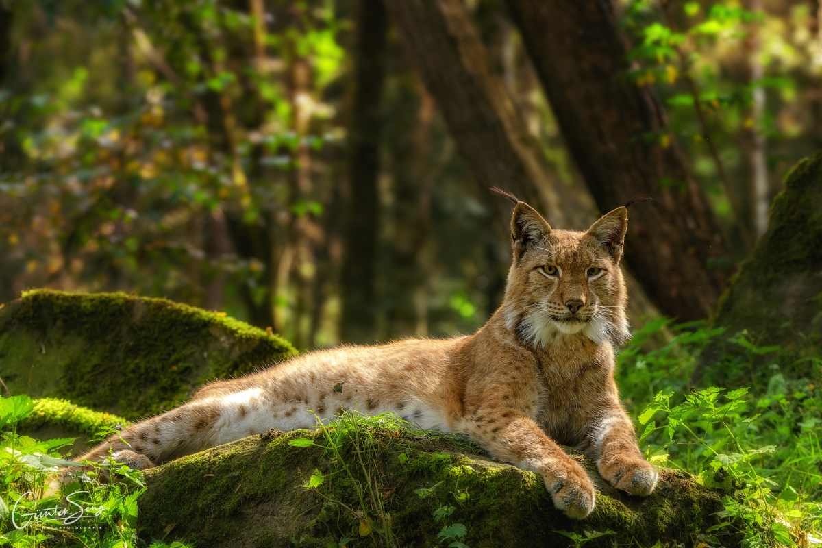 Eurasicher Luchs