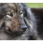 Eurasier :0)