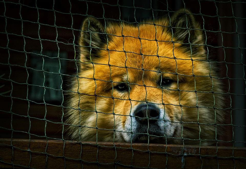  Eurasier