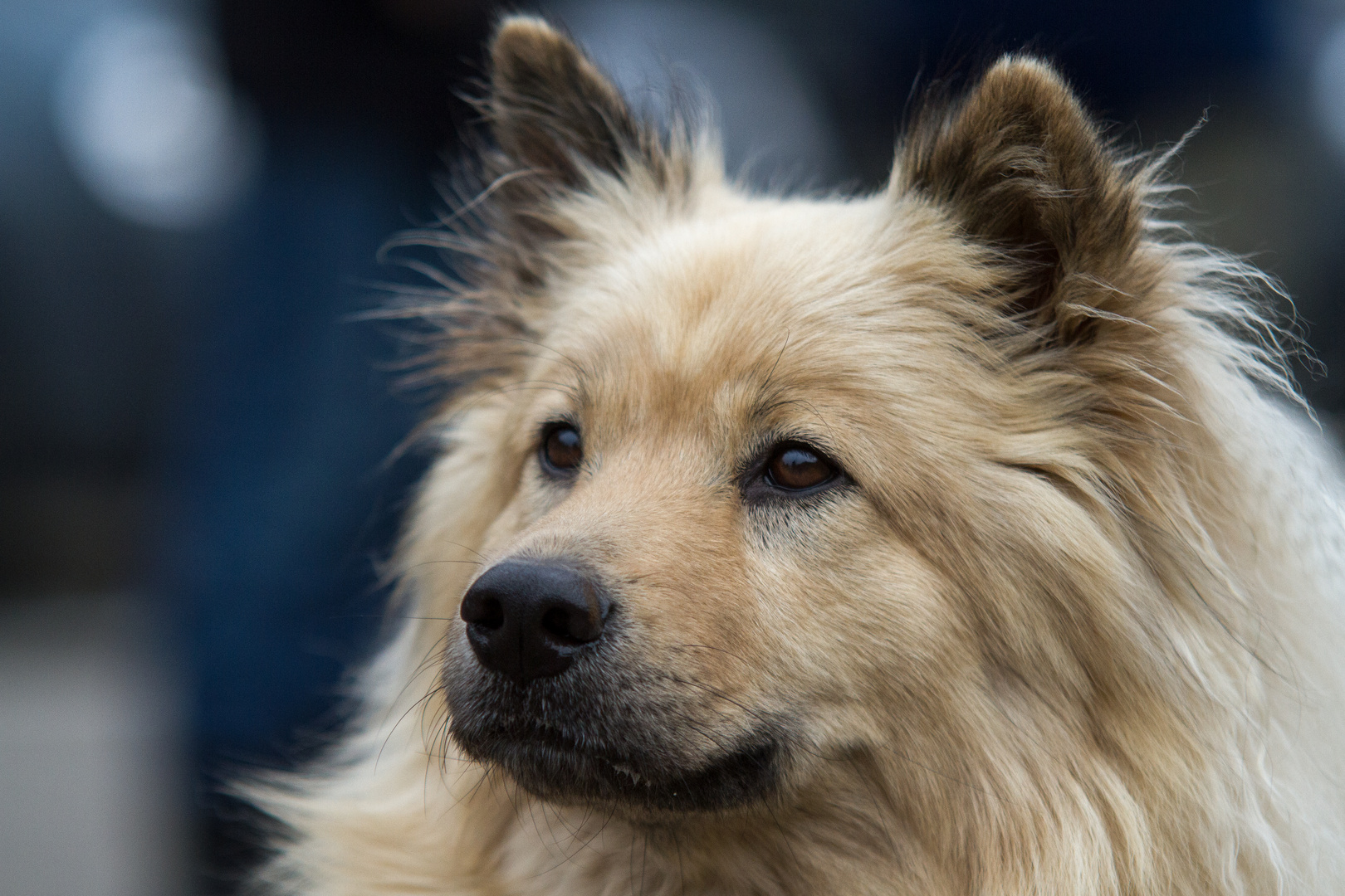 Eurasier