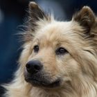 Eurasier