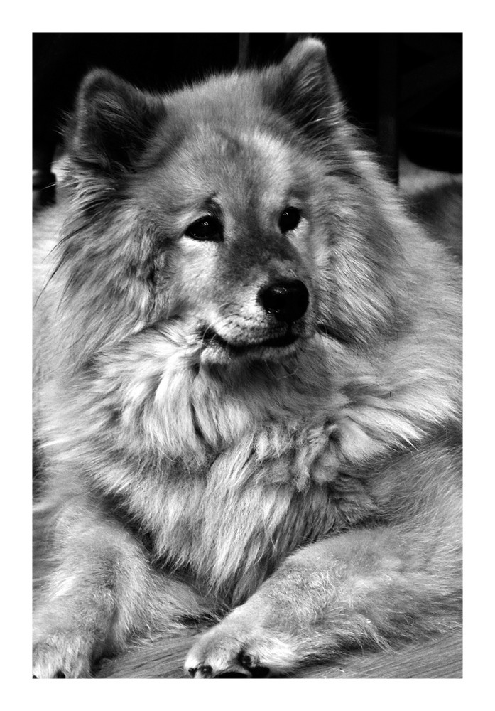 Eurasier