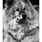 Eurasier