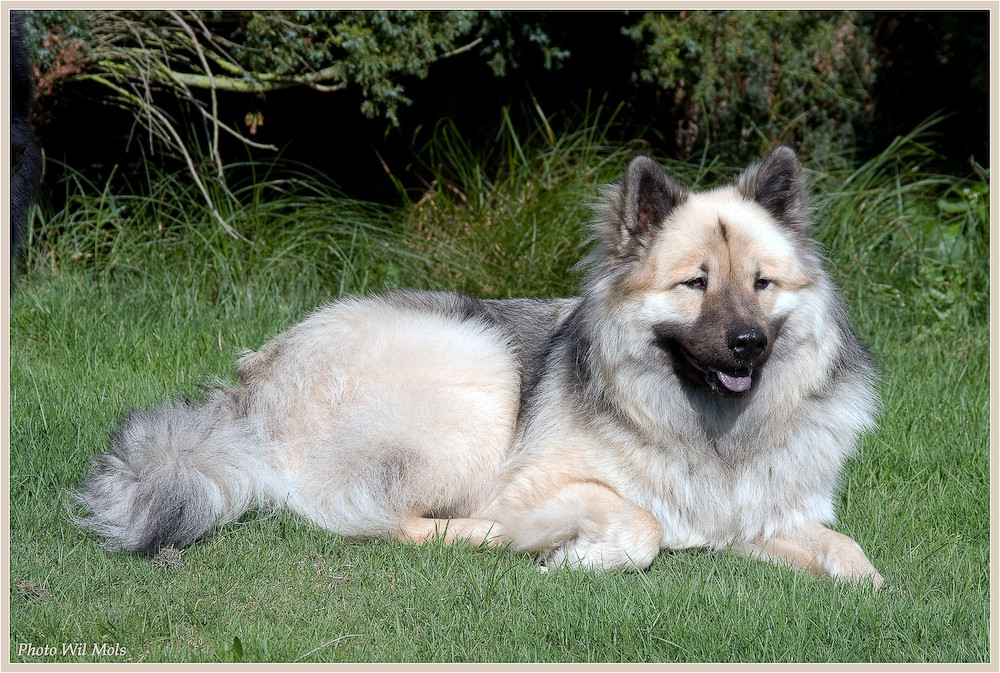 EURASIER 2