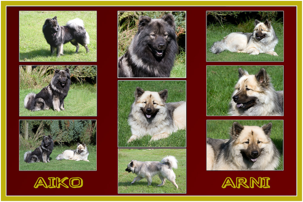 EURASIER 3