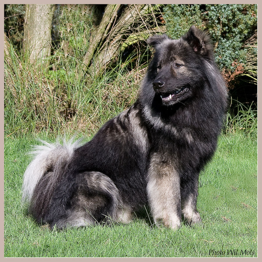 EURASIER