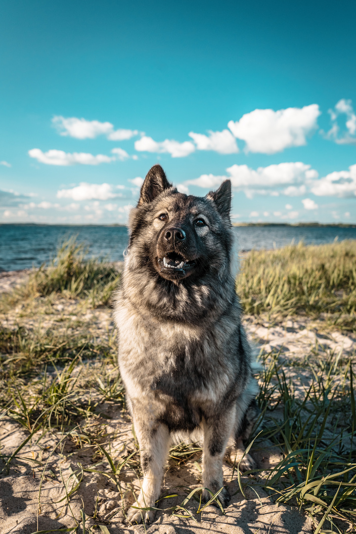 Eurasier