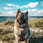 Eurasier