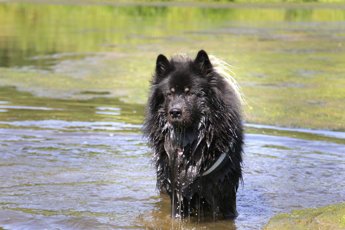 Eurasier