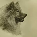 Eurasier