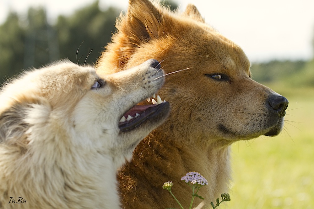 Eurasier