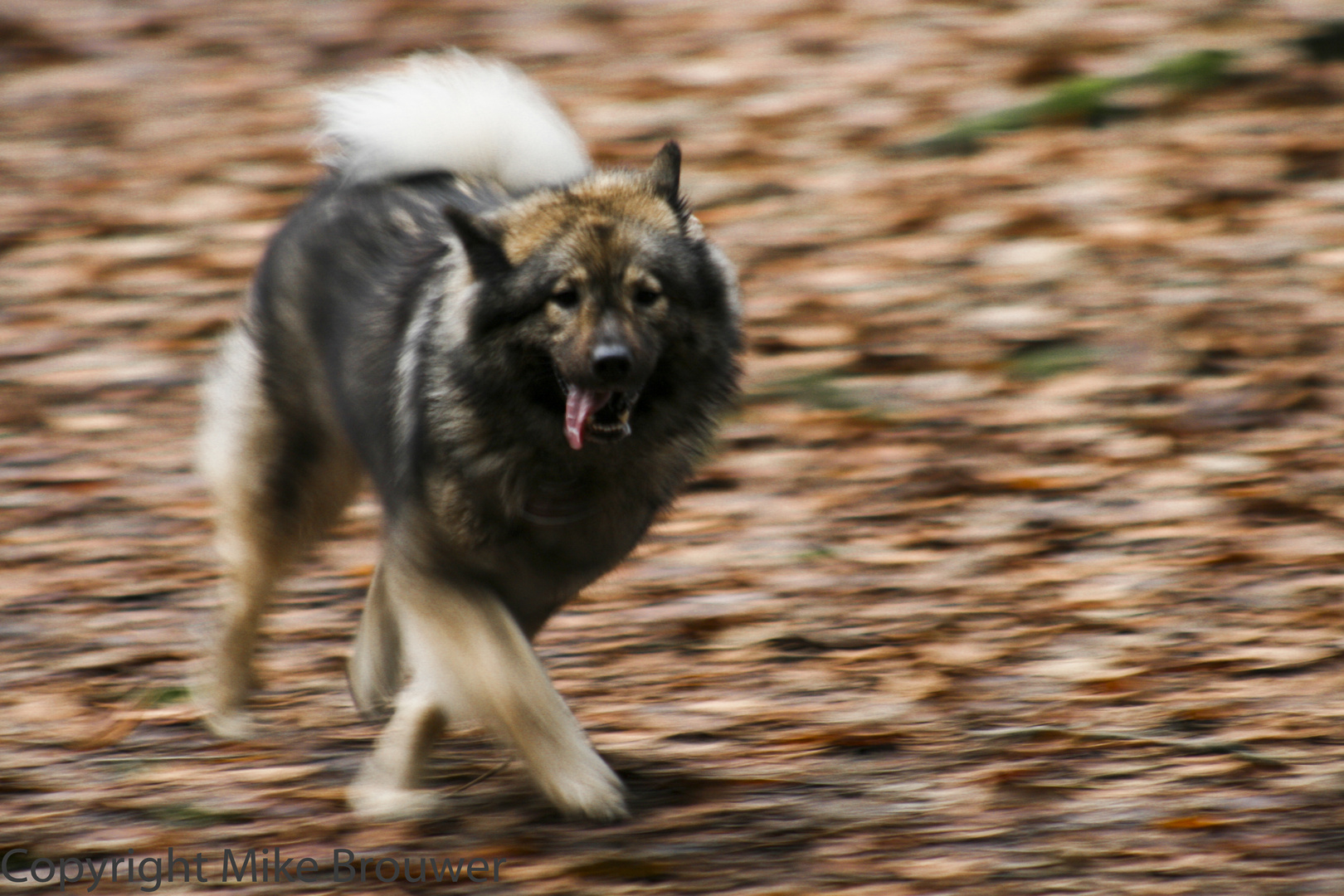 Eurasier