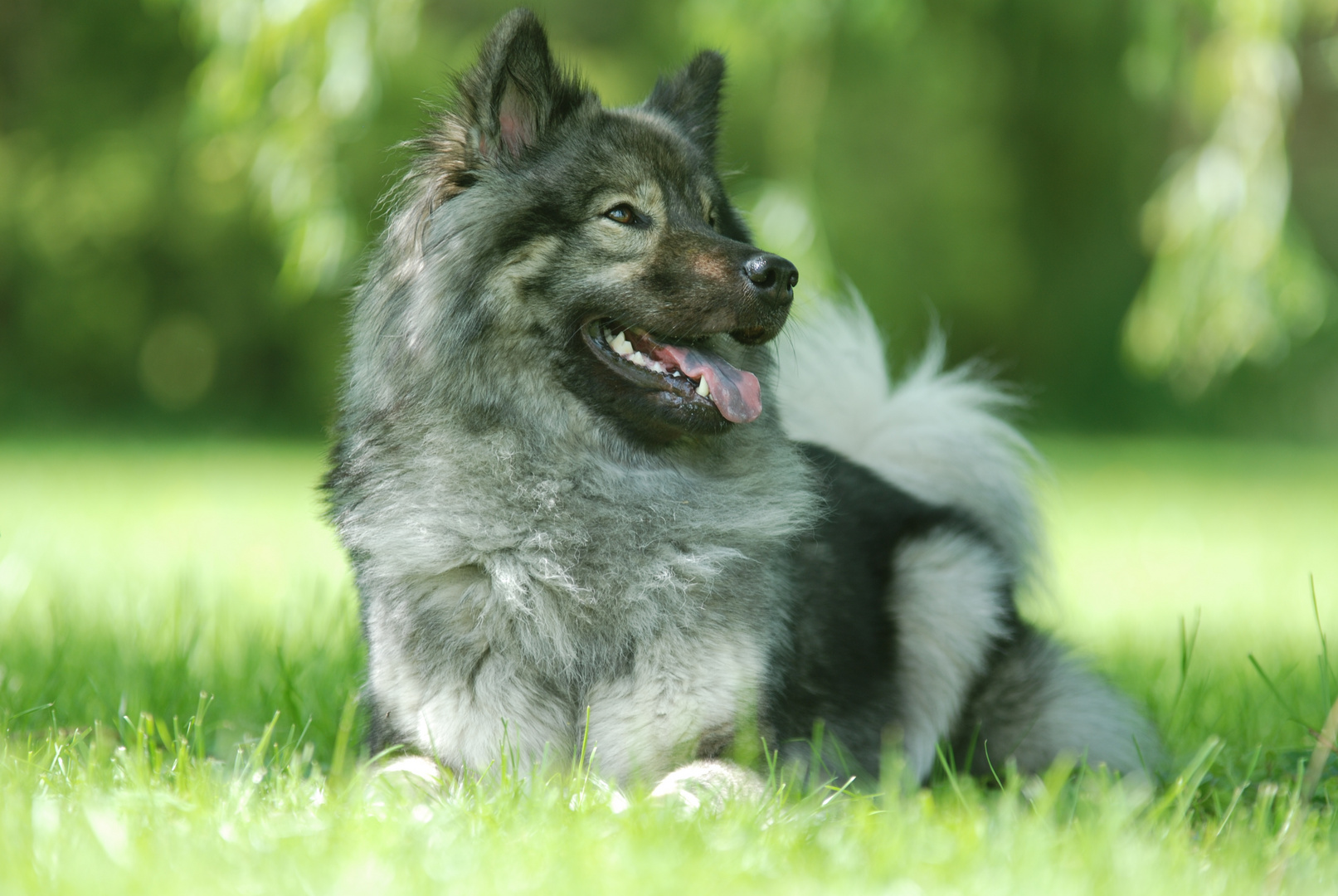 Eurasier