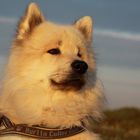 Eurasier Aiko