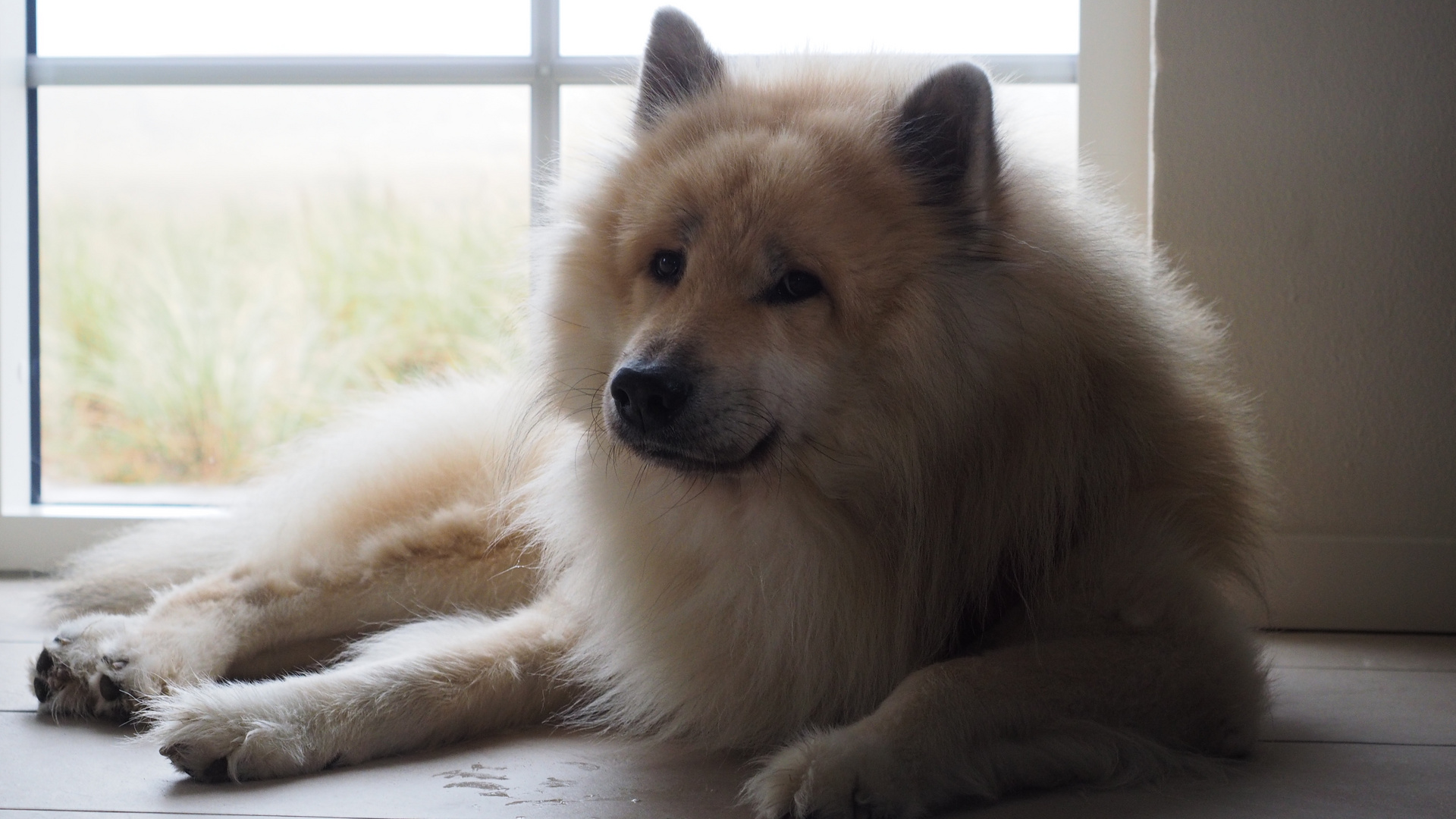 Eurasier Aiko