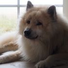 Eurasier Aiko