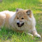 Eurasier Airi