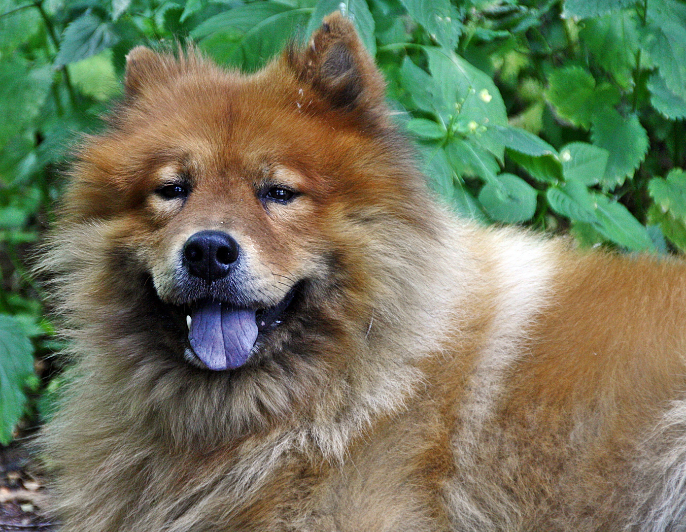 Eurasier Akki