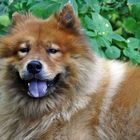 Eurasier Akki