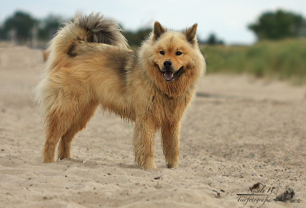 Eurasier an der Ostsee