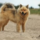 Eurasier an der Ostsee