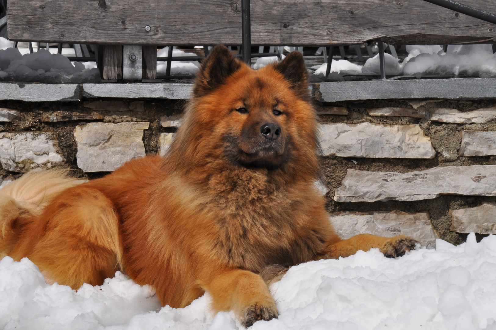 Eurasier