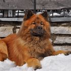 Eurasier