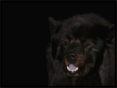 Eurasier bea