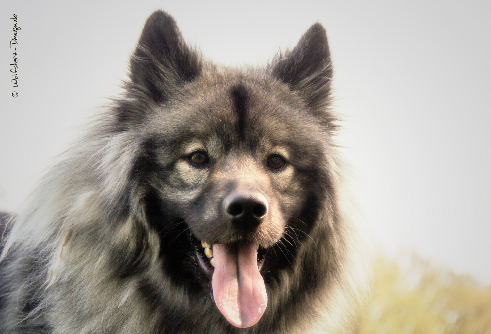 Eurasier